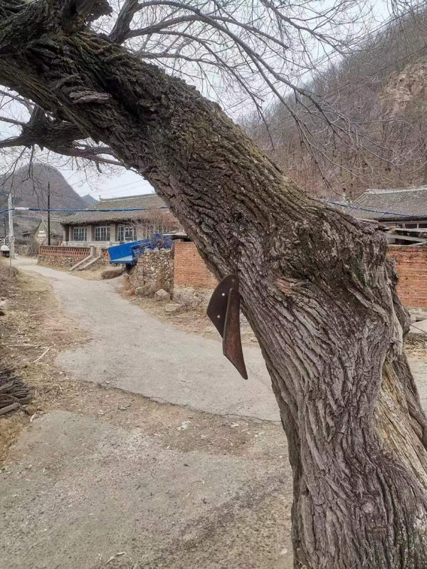 千年老榆樹上掛的“鐘”，是駱臺子屯傳統自治的符號象征。
