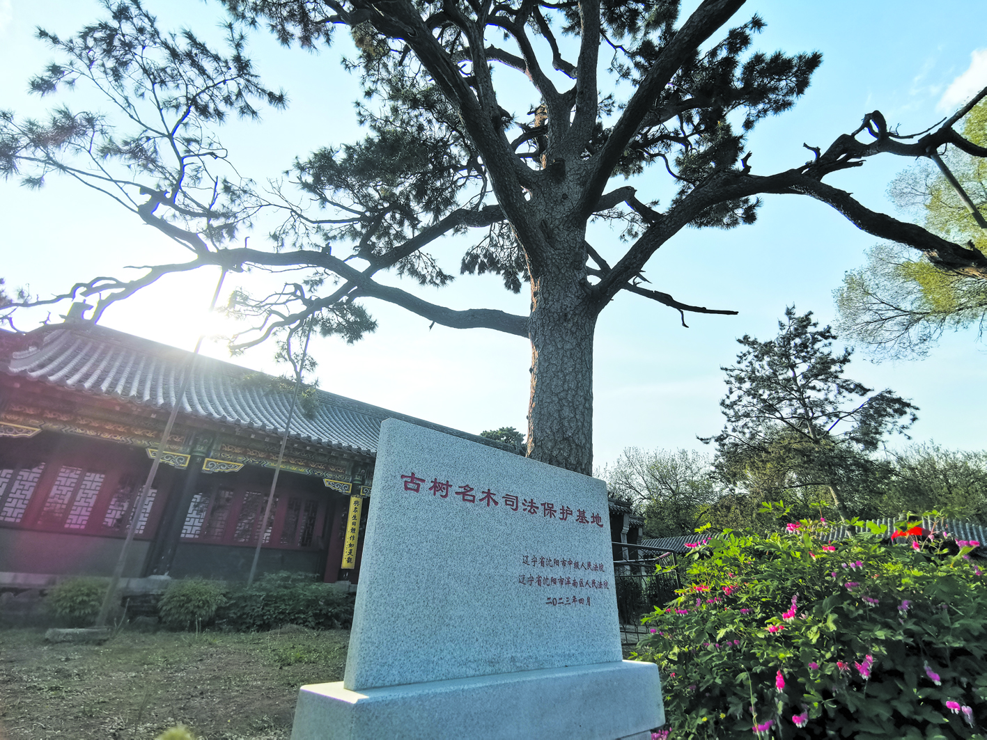 “古樹名木司法保護基地”石碑立在古松邊。
