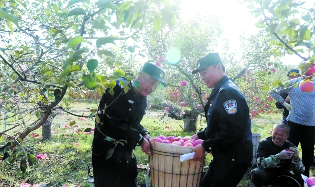 配文1：民警幫果農收蘋果
